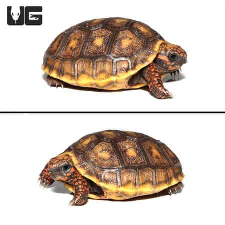 Baby Redfoot Tortoises (Chelonoidis carbonaria) For Sale - Underground Reptiles