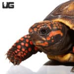 Baby Redfoot Tortoises (Chelonoidis carbonaria) For Sale - Underground Reptiles