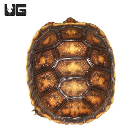Redfoot Tortoise hatchling with vibrant shell pattern.