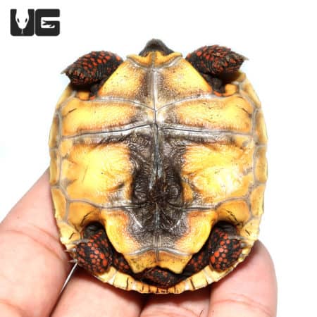 Baby Redfoot Tortoises (Chelonoidis carbonaria) For Sale - Underground Reptiles