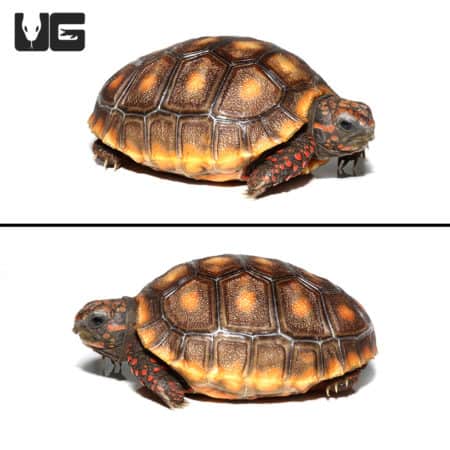 Baby Redfoot Tortoises (Chelonoidis carbonaria) For Sale - Underground Reptiles