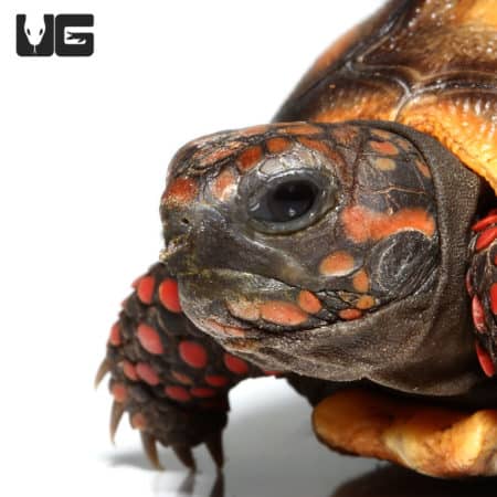 Baby Redfoot Tortoises (Chelonoidis carbonaria) For Sale - Underground Reptiles