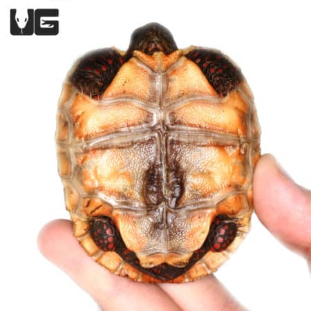 Redfoot Tortoise hatchling in hand, showcasing vibrant shell colors.