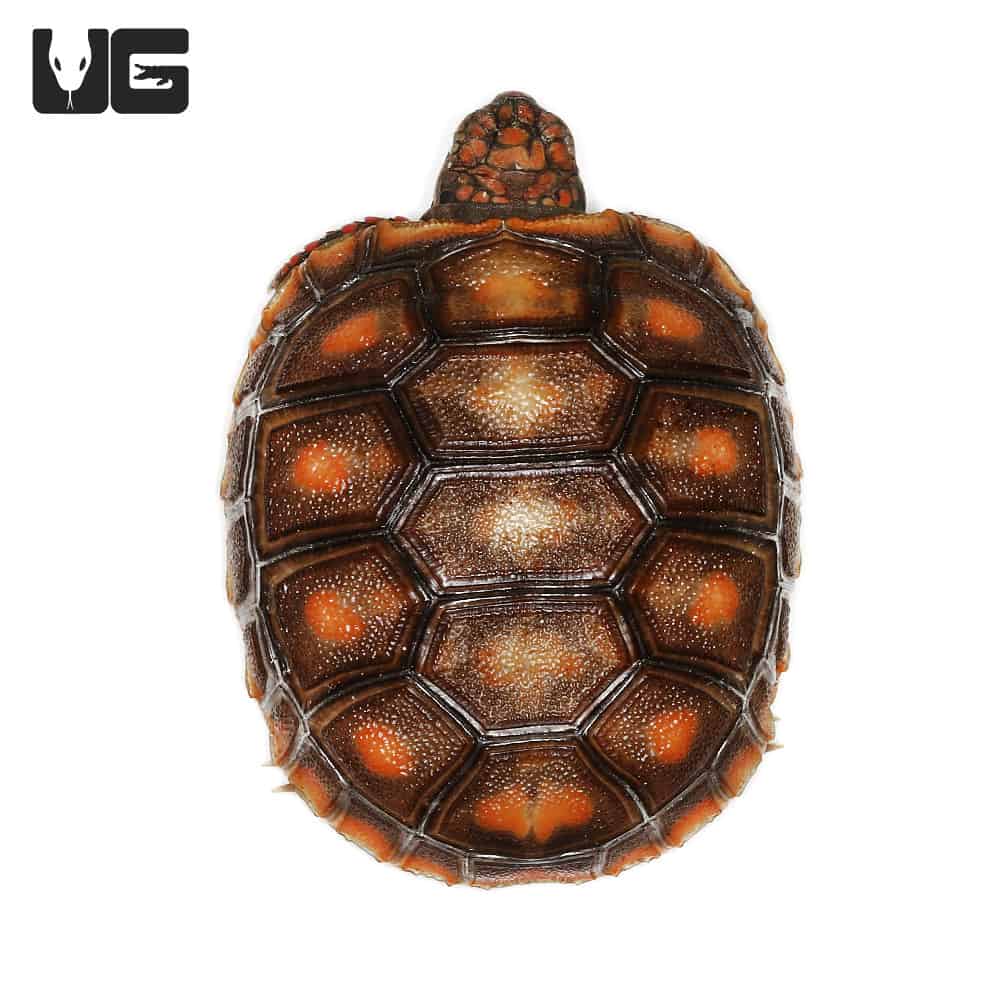 Baby Redfoot Tortoises (Chelonoidis carbonaria) For Sale - Underground ...