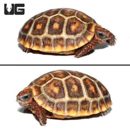 Baby Redfoot Tortoises For Sale - Underground Reptiles