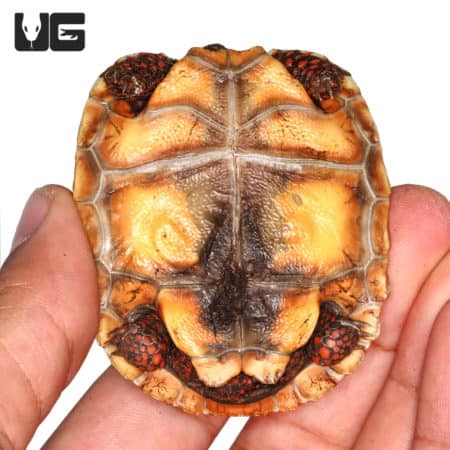 Redfoot Tortoise baby shell, vibrant colors, and detailed pattern for reptile enthusiasts.