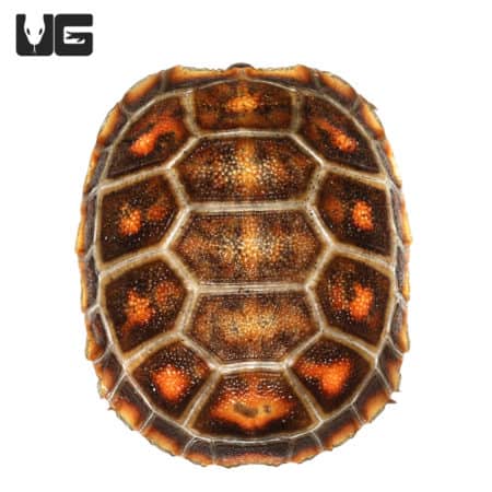 Baby Redfoot Tortoises (Chelonoidis carbonaria) For Sale - Underground Reptiles
