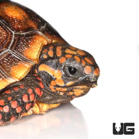 Baby Redfoot Tortoises (Chelonoidis carbonaria) For Sale - Underground Reptiles