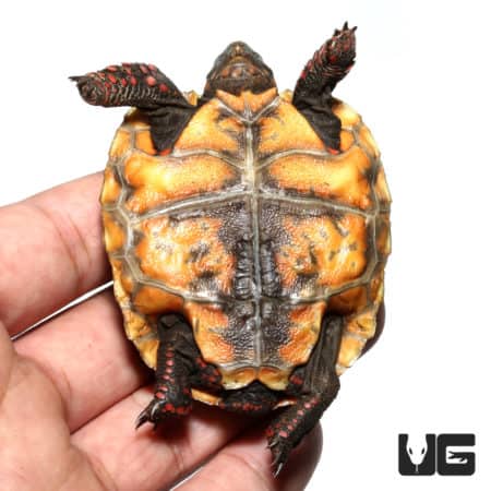 Baby Redfoot Tortoises (Chelonoidis carbonaria) For Sale - Underground Reptiles