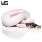 Baby Sterling Pied Ball Python (Python regius) For Sale - Underground Reptiles