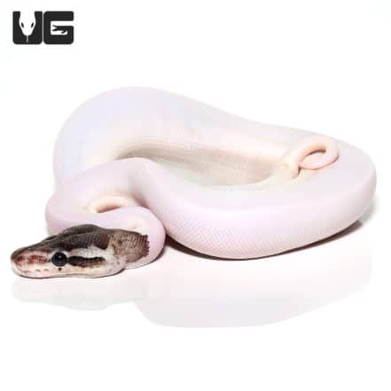 Baby Enchi Pied Ball Python For Sale - Underground Reptiles