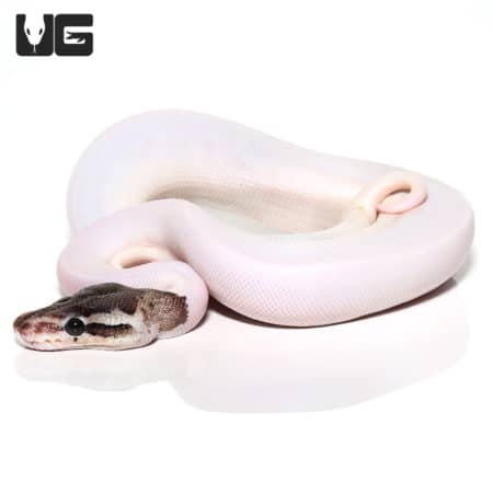 Baby Sterling Pied Ball Python (Python regius) For Sale - Underground Reptiles