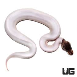 Baby Sterling Pied Ball Python (Python regius) For Sale - Underground Reptiles