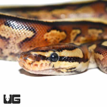 Baby Super Stripe Ball Python (Python regius) For Sale - Underground Reptiles