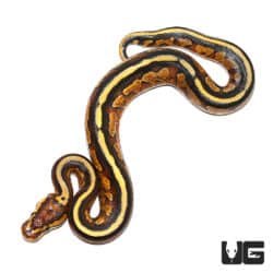 Baby Super Stripe Ball Python (Python regius) For Sale - Underground Reptiles