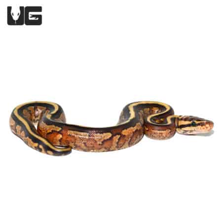 Baby Super Stripe Ball Python (Python regius) For Sale - Underground Reptiles