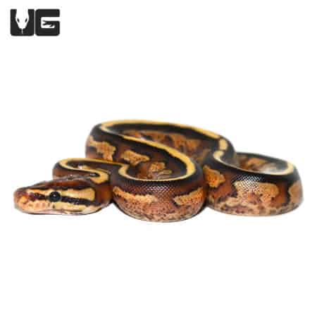 Baby Super Stripe Ball Python (Python regius) For Sale - Underground Reptiles