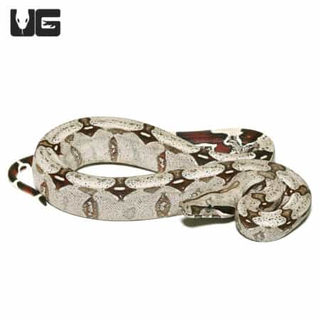 Guyana Redtail Boa (Boa c. constrictor) For Sale - Underground Reptiles