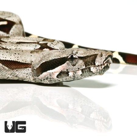 Guyana Redtail Boa (Boa c. constrictor) For Sale - Underground Reptiles