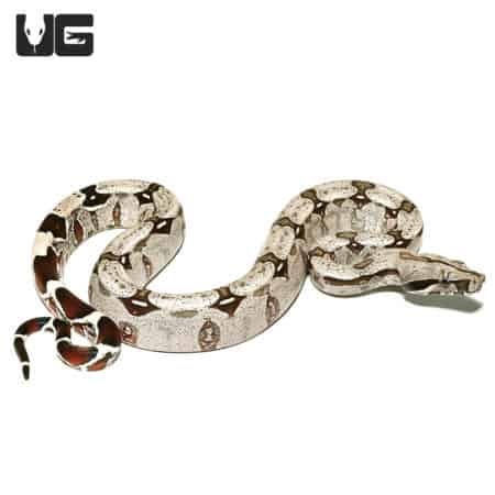 Guyana Redtail Boa (Boa c. constrictor) For Sale - Underground Reptiles