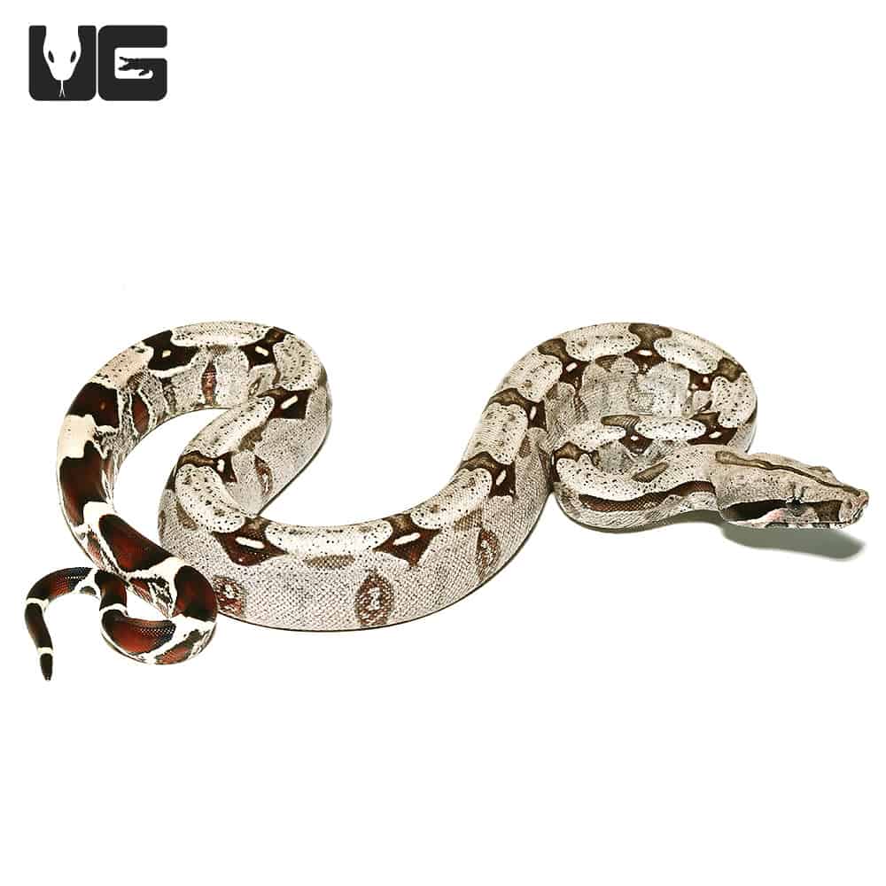 Silver Guyana Redtail Boa (Boa c. constrictor) for sale - Underground  Reptiles