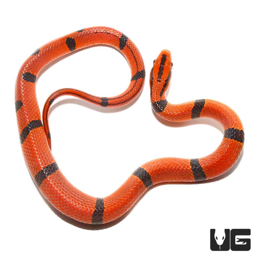 Baby Thai Bamboo Ratsnakes For Sale Underground Reptiles baby-thai-bamboo-ratsnakes-for-sale-underground-reptiles