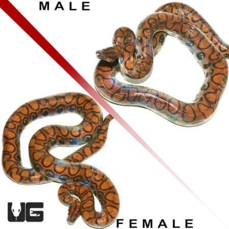 Adult Brazilian Rainbow Boas (Epicrates cenchria) For Sale - Underground Reptiles