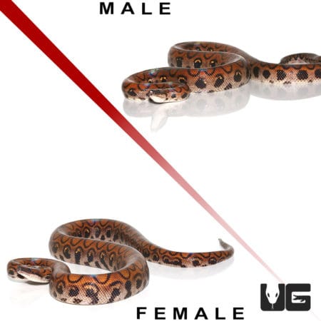 Adult Brazilian Rainbow Boas (Epicrates cenchria) For Sale - Underground Reptiles