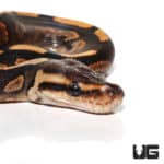 Baby Black Pastel Calico Ball Pythons (Python regius) For Sale - Underground Reptiles