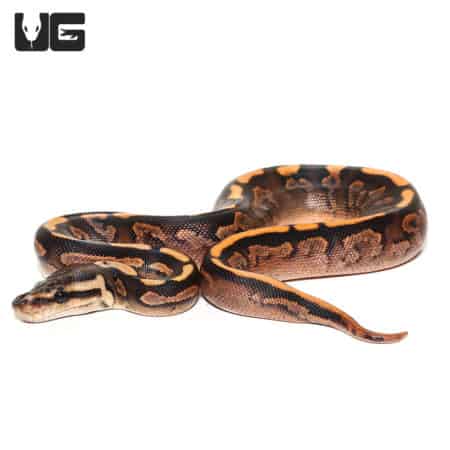 Baby Black Pastel Calico Ball Pythons (Python regius) For Sale - Underground Reptiles