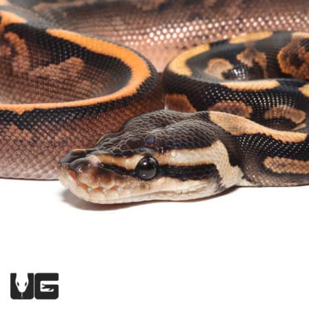 Baby Black Pastel Calico Ball Pythons (Python regius) For Sale - Underground Reptiles