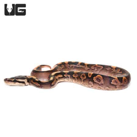 Baby Black Pastel Calico Ball Pythons (Python regius) For Sale - Underground Reptiles