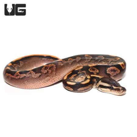 Baby Black Pastel Calico Ball Python, vibrant and unique patterned snake. Perfect for reptile enthus.
