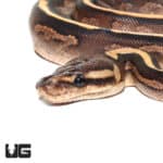 Baby Black Pastel Calico Ball Pythons (Python regius) For Sale - Underground Reptiles