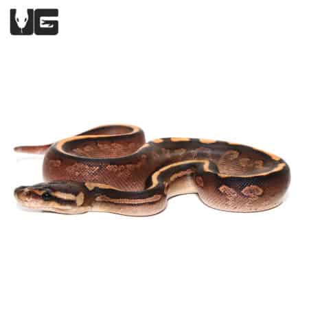Baby Black Pastel Calico Ball Pythons (Python regius) For Sale - Underground Reptiles