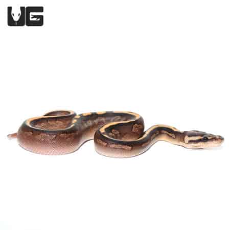 Baby Black Pastel Calico Ball Pythons (Python regius) For Sale - Underground Reptiles