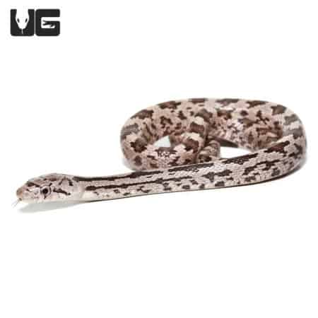 Baby Colombia County Eastern Grey Ratsnake (Elaphe obsoleta spiloides) For Sale - Underground Reptiles