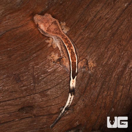 Baby Crested Gecko #1 (Correlophus ciliatus) For Sale - Underground Reptiles