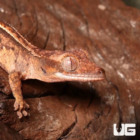 Baby Crested Gecko #1 (Correlophus ciliatus) For Sale - Underground Reptiles