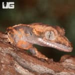 Baby Crested Gecko #2 (Correlophus ciliatus) For Sale - Underground Reptiles