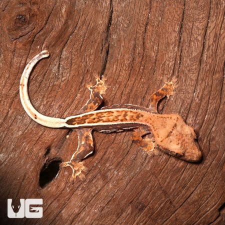 Baby Crested Gecko #2 (Correlophus ciliatus) For Sale - Underground Reptiles