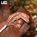 Baby Extreme Harlequin Pinstripe Crested Gecko (Correlophus ciliatus) For Sale - Underground Reptiles