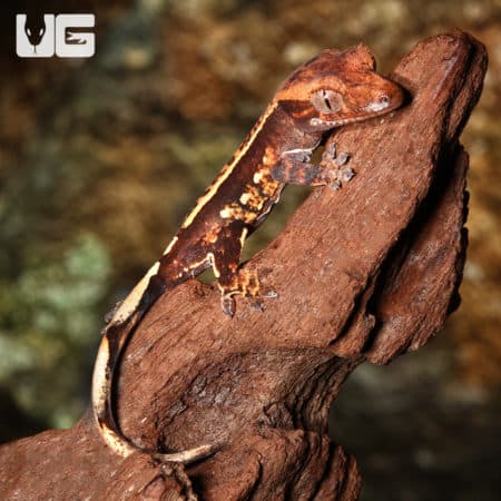 Baby Crested Gecko #3 (Correlophus ciliatus) For Sale - Underground Reptiles