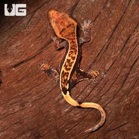 Baby Crested Gecko #3 (Correlophus ciliatus) For Sale - Underground Reptiles