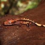 Baby Crested Gecko #3 (Correlophus ciliatus) For Sale - Underground Reptiles