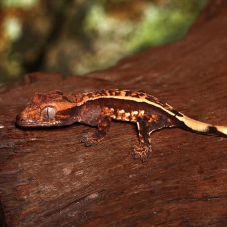 Baby Crested Gecko #3 (Correlophus ciliatus) For Sale - Underground Reptiles