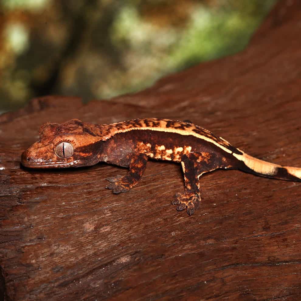 Baby Premium Crested Geckos For Sale Underground Reptiles