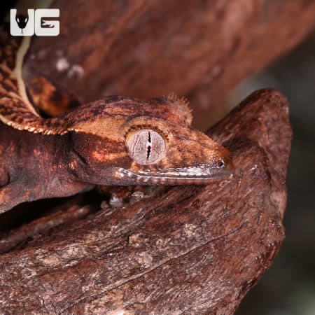 Baby Crested Gecko #3 (Correlophus ciliatus) For Sale - Underground Reptiles