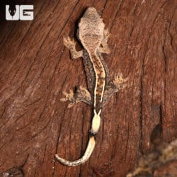 Baby Crested Gecko #4 (Correlophus ciliatus) For Sale - Underground Reptiles
