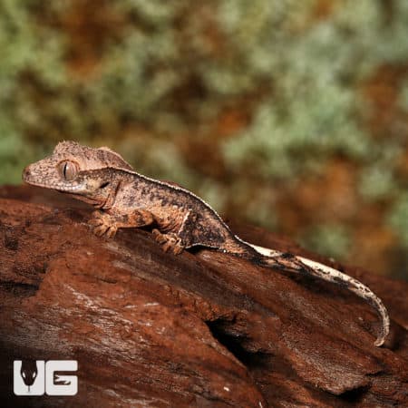 Baby Crested Gecko #4 (Correlophus ciliatus) For Sale - Underground Reptiles